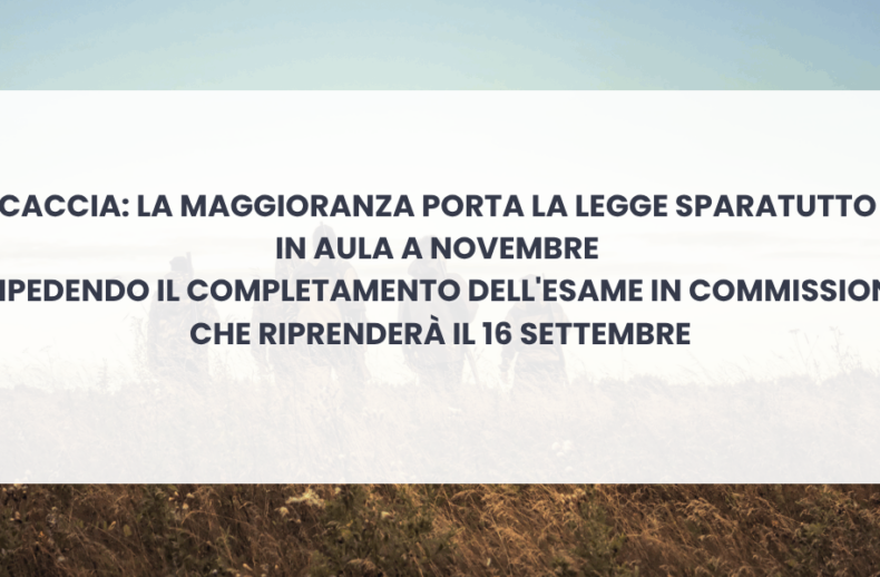 caccia